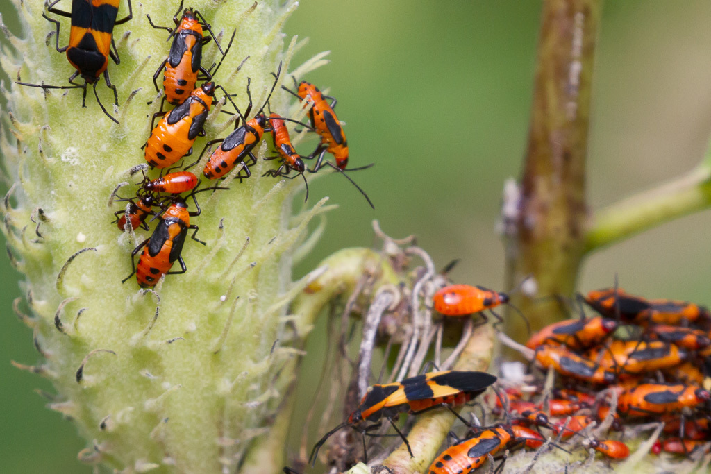 Large Milkweed Bug from Brooklyn, NY, USA on September 16, 2021 by ...