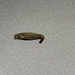 photo of Household Casebearer (Phereoeca uterella)
