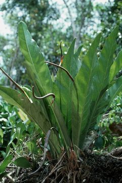  Anthurium crenatum  Plants of the UK Overseas Territories 