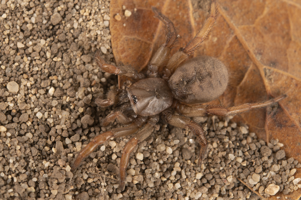 Aptostichus from Marina, CA, USA on September 12, 2021 at 0924 PM by