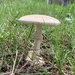 Amanita Sect. Phalloideae - Photo (c) Toby Keller, all rights reserved, uploaded by Toby Keller
