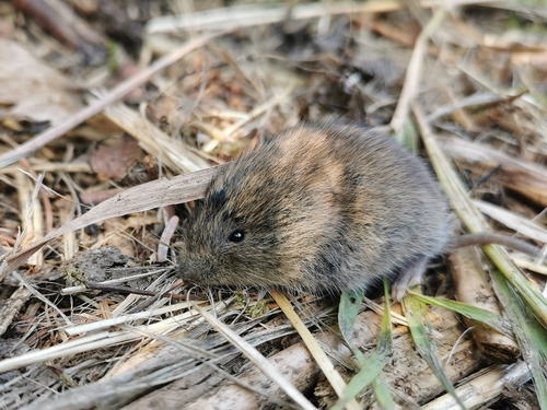 Sakhalin vole (Alexandromys sachalinensis) — Least Concern Mammalia