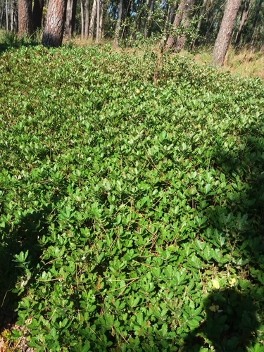Gall Oak