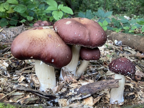 Wine-cap Stropharia