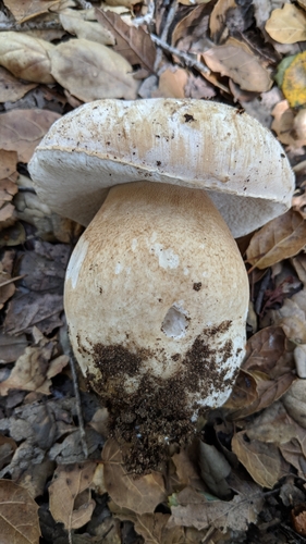 Barrow's Bolete