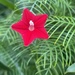 Cypress Vine - Photo (c) Ryan Cooke, all rights reserved, uploaded by Ryan Cooke