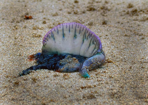 photo of Portuguese Man O' War (Physalia physalis)