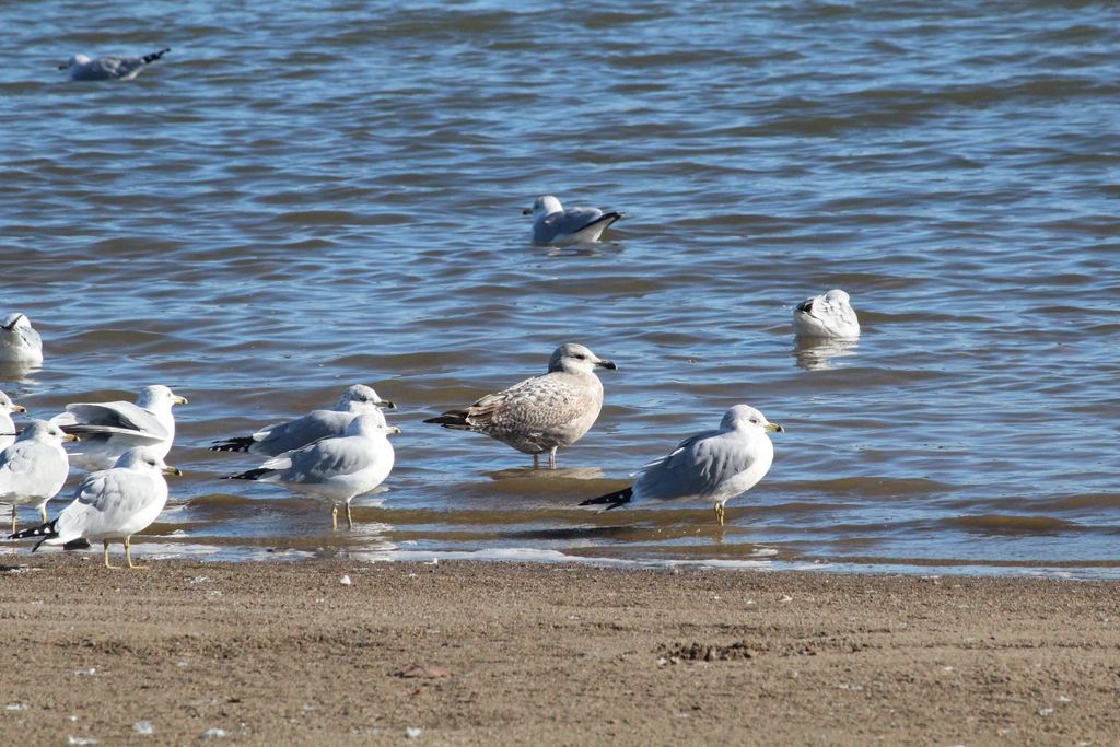 Herring Gull from Warren County, OH, USA on December 26, 2018 at 0217