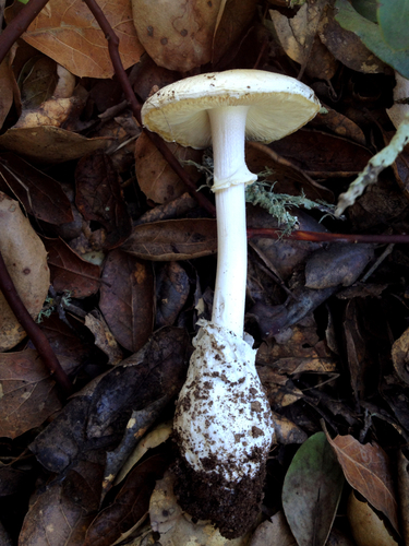 Western Destroying Angel