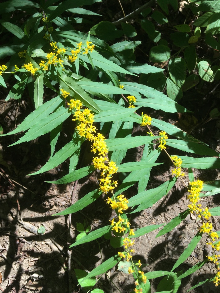 Solidago caesia