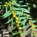 Solidago caesia - Photo (c) ba21bb, כל הזכויות שמורות