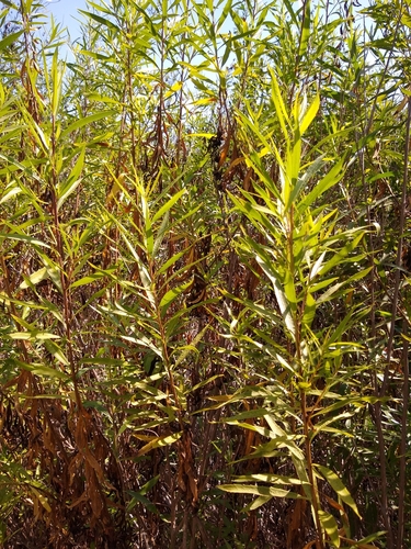 iNaturalist observation photo of mule fat