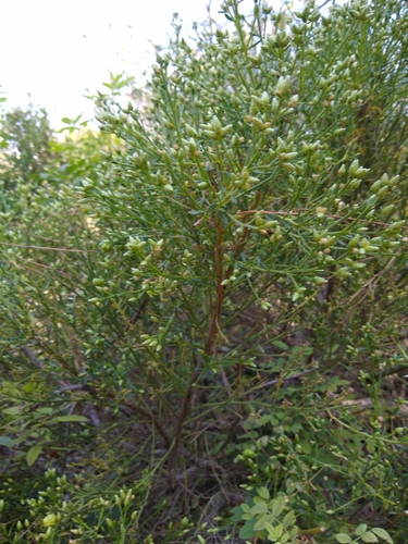 iNaturalist observation photo of coyote brush