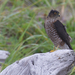 Northwest Coast Sharp-shinned Hawk - Photo (c) Rand Rudland, all rights reserved, uploaded by Rand Rudland