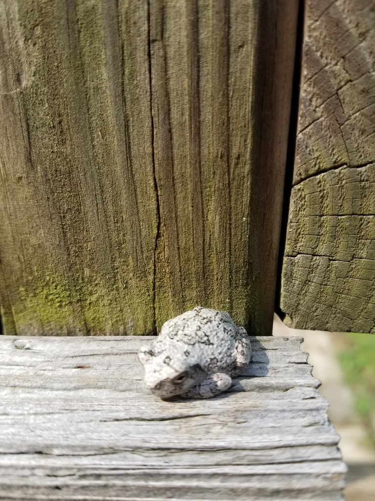 Gray Treefrog from Marlboro Township, OH, USA on August 11, 2021 at 04