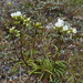 Gentianella serotina - Photo (c) David Lyttle, all rights reserved, uploaded by David Lyttle
