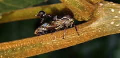 Heteronotus trinodosus image