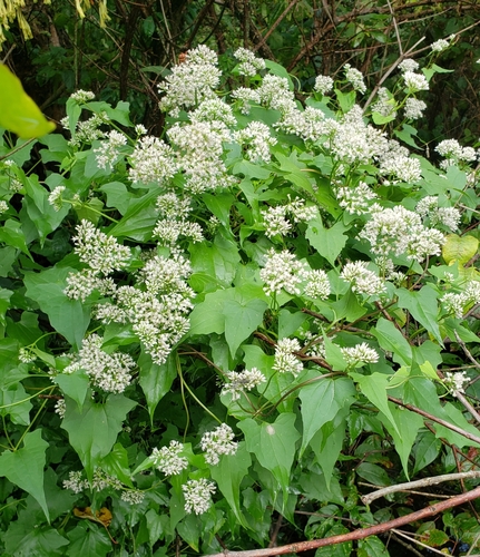 climbing hempvine