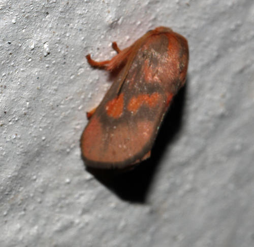Rosy Slug