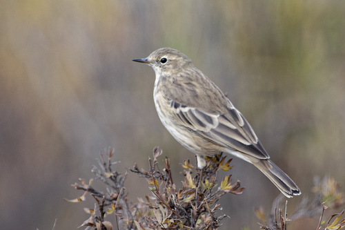 Water Pipit