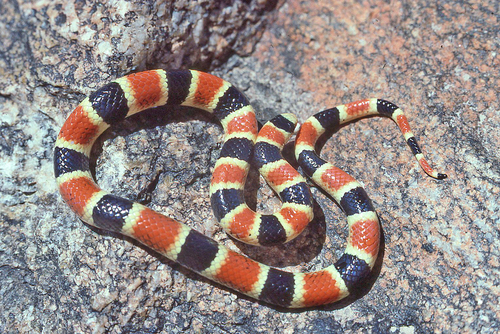 Organ Pipe Shovelnose Snake (Subspecies Chionactis palarostris organica ...