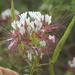 Western Clammyweed - Photo (c) fossil_rim, all rights reserved, uploaded by fossil_rim