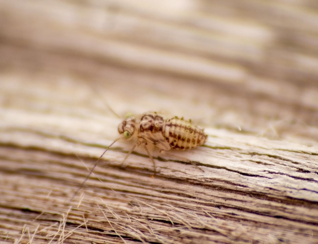 Barklice, Booklice, and Parasitic Lice from 267Q+VHV, Kingston, Jamaica