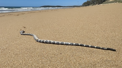 photo of Bar-bellied Sea Snake (Hydrophis elegans)