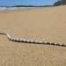 photo of Bar-bellied Sea Snake (Hydrophis elegans)