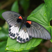 Papilio memnon heronus - Photo (c) jameschien, כל הזכויות שמורות
