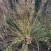 Prairie Dropseed - Photo (c) Adam Thada, all rights reserved, uploaded by Adam Thada