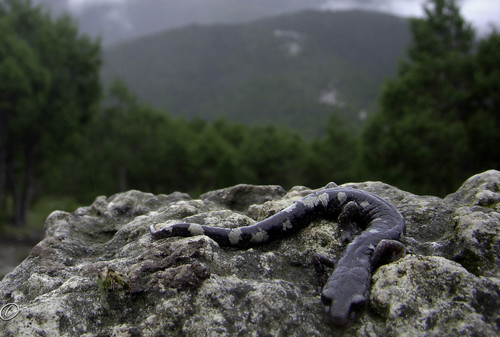Galeana False Brook Salamander