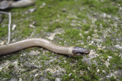 Chihuahuan Black-headed Snake