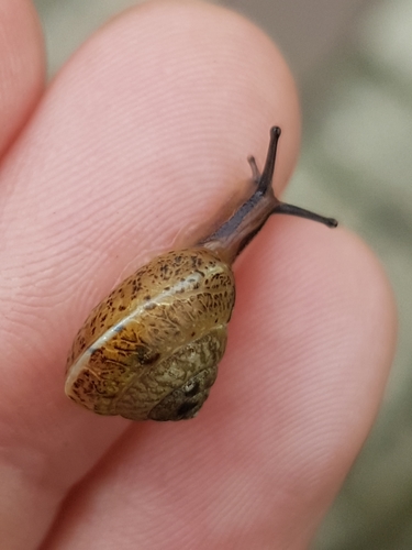 Girdled Snail