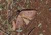 Plecoptera sarcistis - Photo (c) Wolf-Achim and Hanna Roland, todos los derechos reservados, subido por Wolf-Achim and Hanna Roland