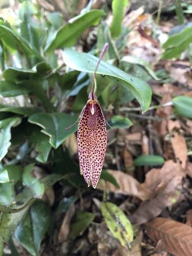 Spotted Restrepia