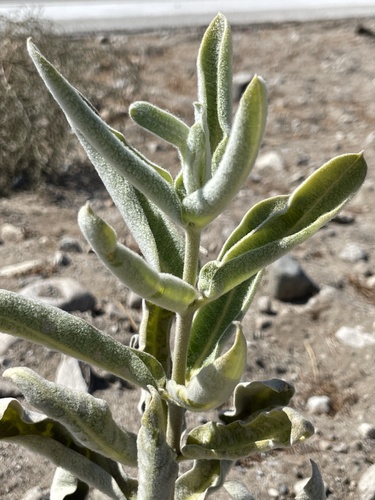 Woolypod milkweed foliage
