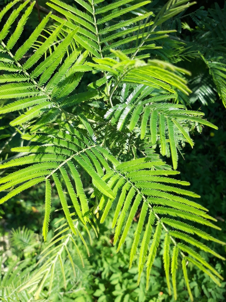 black wattle from Blackgang Chine, Ventnor PO38 2HW, UK on September 18 ...