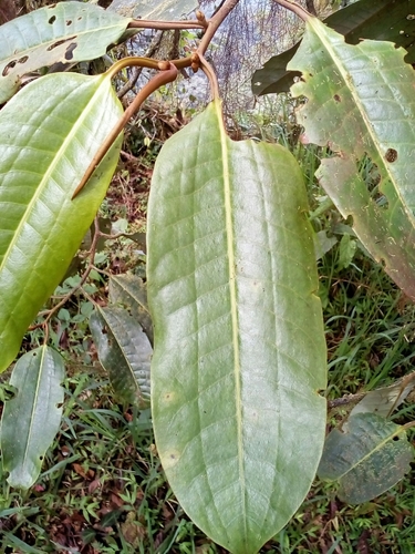 Otoba
