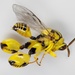 Chalcidid Wasps - Photo (c) naturecandids, all rights reserved, uploaded by naturecandids