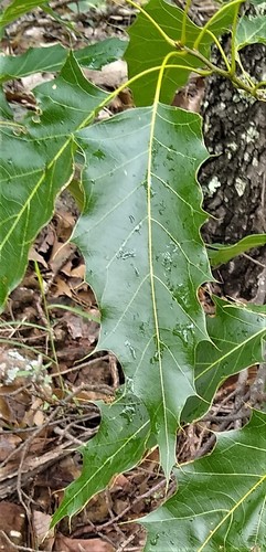 Cusi Oak