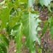 Quercus albocincta - Photo (c) Adrian Bojorquez, כל הזכויות שמורות
