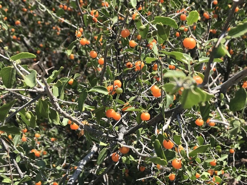 spiny hackberry