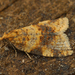 Brown-Barred Tortrix - Photo (c) Henk Wallays, all rights reserved