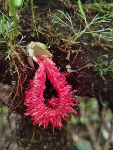 Laternea pusilla