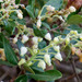 Comarostaphylis diversifolia planifolia - Photo (c) BJ Stacey, todos los derechos reservados