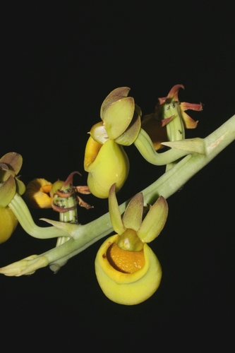 Catasetum