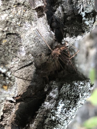 European Harvestman