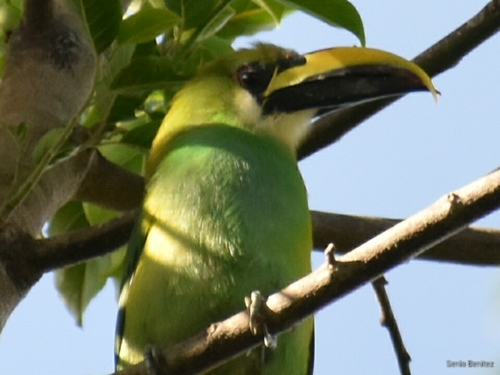 Subespecies Aulacorhynchus prasinus volcanius · iNaturalist Mexico