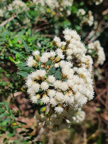 Ozothamnus rufescens